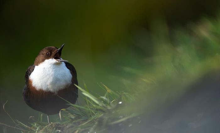 Dipper - Image Credit: Ben Andrew
